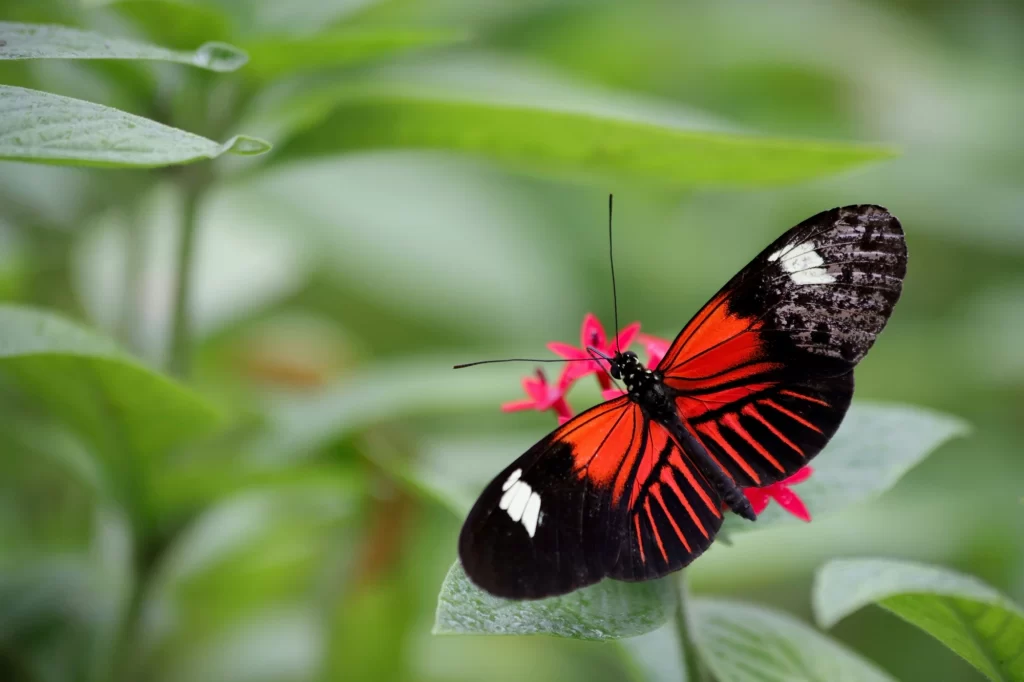 Picture of a butterfly.